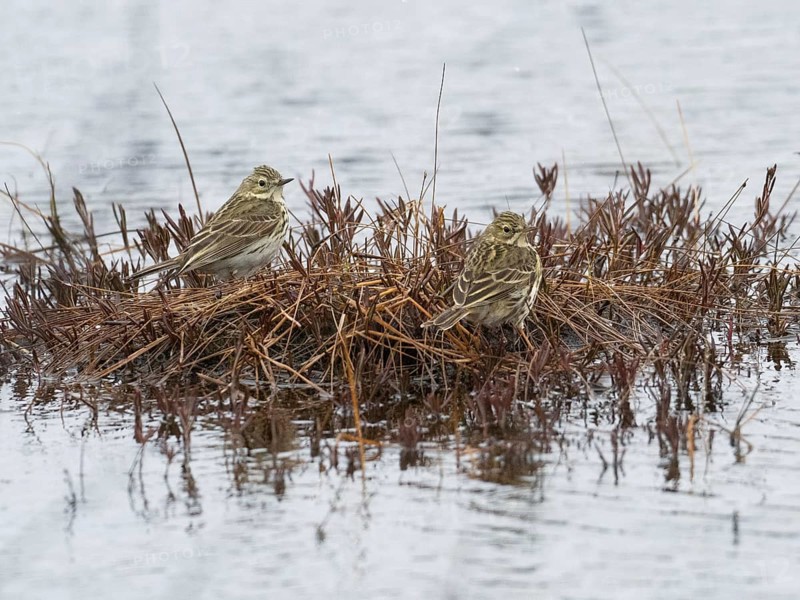 Meadow Pipit (Anthus pratensis) adult pair resting on a tussock in a lake, May, Finnish Lapland