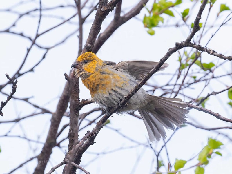 Pine Grosbeak (Pinicola enucleator), adult female, perched on tree branch, stretching its wings and tail feathers, May, Finnish Lapland