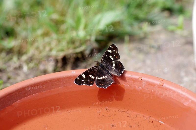 Map butterfly (Araschnia levana), butterfly, summer generation, birdbath, thirst, The land carat sits with spread wings on a water trough for songbirds