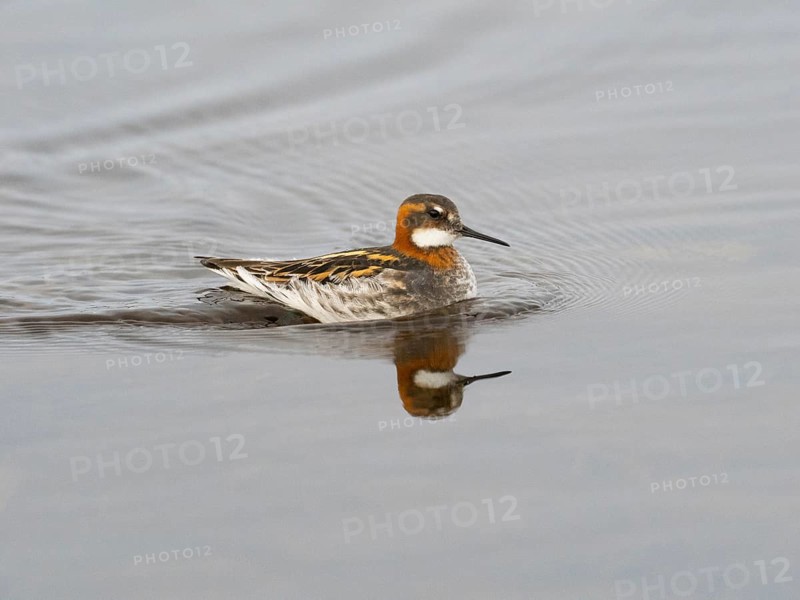 Red-necked phalarope (Phalaropus lobatus), female in breeding plumage, swimming along edge of moorland pool, May, Varanger Fjord, Norway, Europe