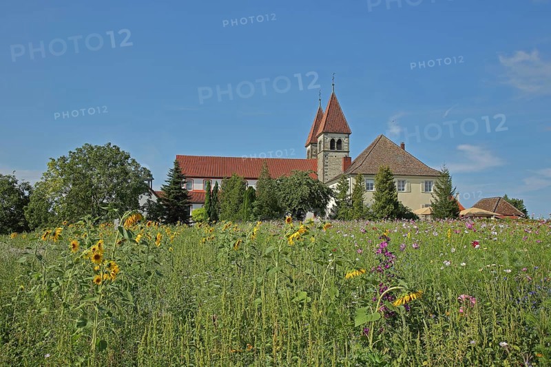 UNESCO Carolingian St Peter and Paul Church, sunflowers, flower field, flower meadow, Niederzell, Reichenau Island, Untersee, Lake Constance, Lake Constance area, Baden-Württemberg, Germany, Europe
