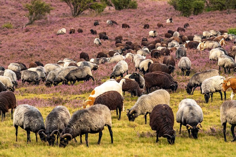 Heidschnucken herd, in the Lüneburg Heath, near Niederhaverbeck, heather blossom of the broom heather, in the Lüneburg Heath nature reserve, Lower Saxony, Germany, Europe