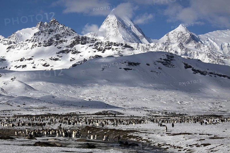 King penguins in Fortuna Bay, South Georgia, Antarctica, (Aptenodytes patagonicus), South Georgia, Antarctica
