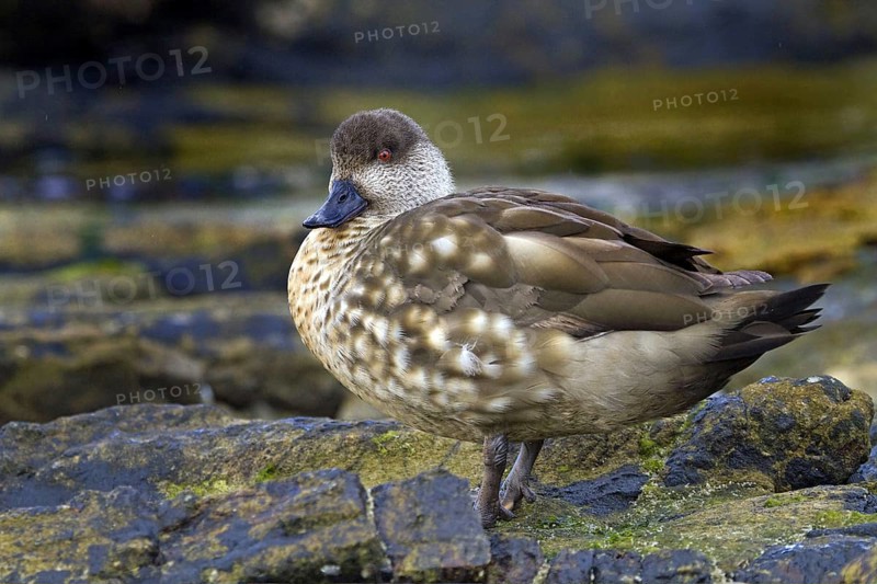 Crested duck on Carcass Island Falkland, (Lophonetta specularioides), duck birds, Falkland Islands, Antarctica, South America