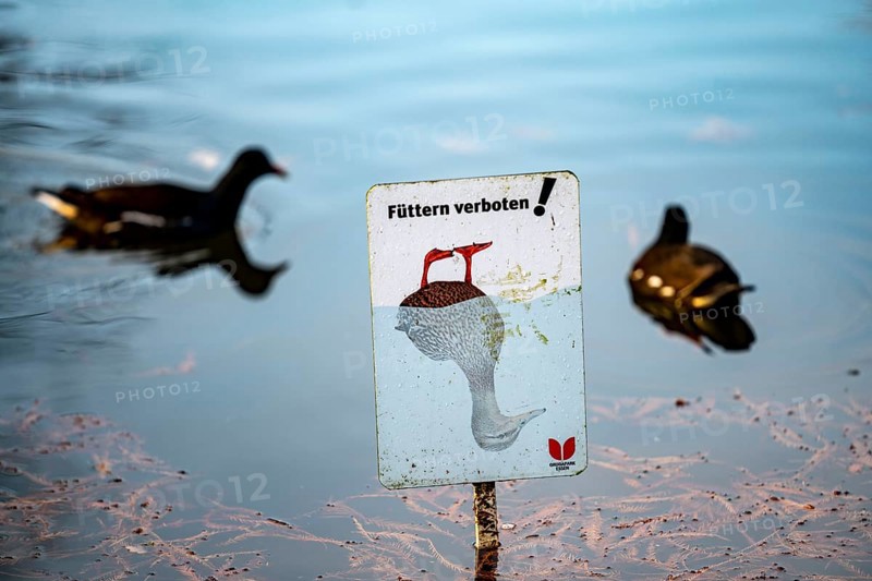 The Grugapark, Essen, botanical garden, park for leisure and recreation, pond hen, pond rail, in the forest lake, sign, autumn, Essen, North Rhine-Westphalia, Germany, Europe