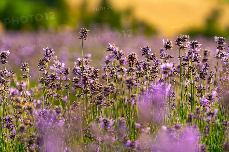 Lavender fields in East Westphalia Lippe, OWL, near the village of Fromhausen, near Detmold, the company Taoasis has been planting organic lavender since 2017 for the production of fragrances, the fields attract many thousands of visitors in summer, North Rhine-Westphalia, Germany, Europe