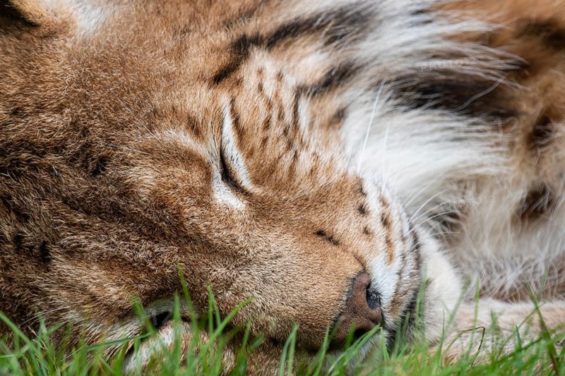 Lynx (Lynx lynx) sleeping, portrait, Haltern, North Rhine-Westphalia, Germany, Europe