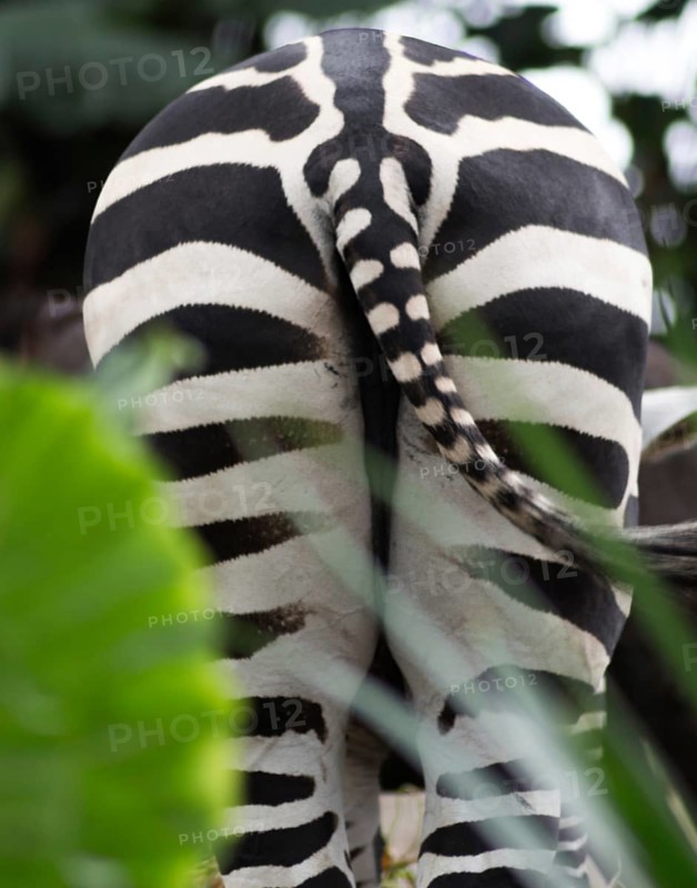 A bottom of the zebra in a zoo of Singapore