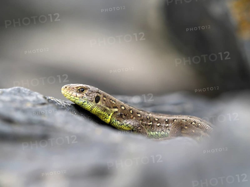 Sand lizard (Lacerta agilis), female on a stone, Wetzlar, Hesse, Germany, Europe
