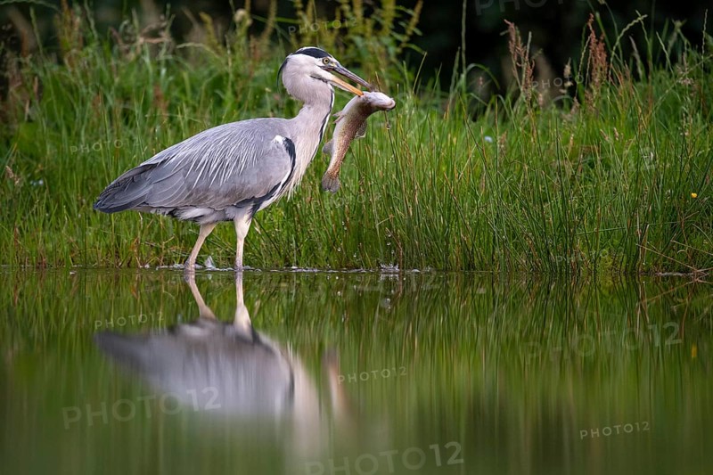 Grey heron (Ardea cinerea) with fish as prey, Aviemore, Scotland, Great Britain