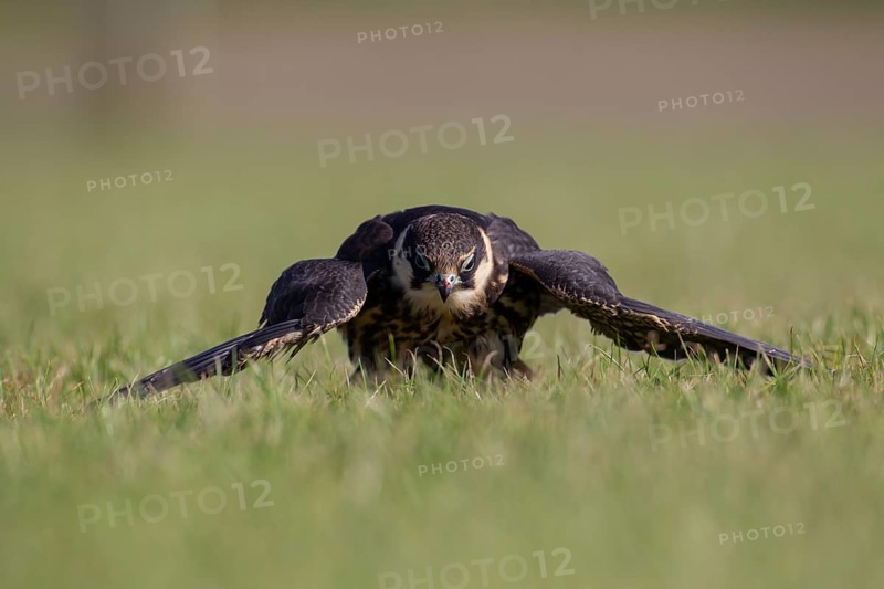 European hobby (Falco subbuteo) adult bird mantling its prey on a grass field, England, United Kingdom, Europe
