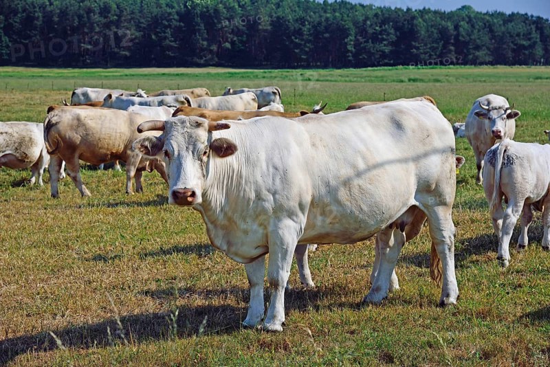 Europe, Germany, Mecklenburg-Western Pomerania, Dairy cows on the pasture near Göhren-Lebbin, Göhren-Lebbin, Mecklenburg-Western Pomerania, Germany, Europe