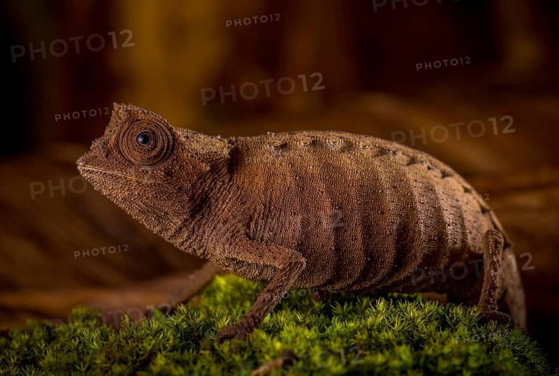 Earth chameleon of the genus Brookesia stumpffi in the rainforests of north-west Madagascar