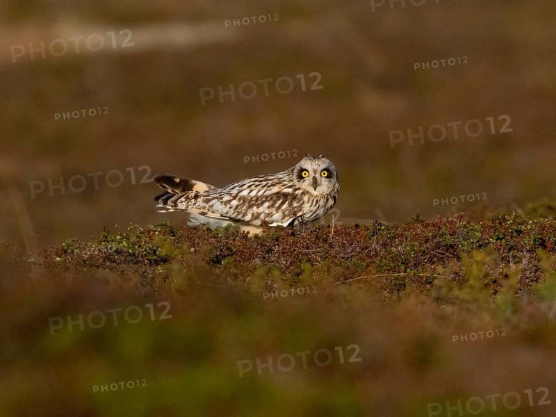 Short-eared owl (Asio flammeus) alert, sitting on the ground in the tundra, May, Varanger National Park, Varanger Fjord, Norway, Europe