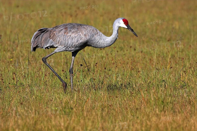 Sandhill crane (Grus canadensis), Venice Landfill, Venice, Florida, USA, North America