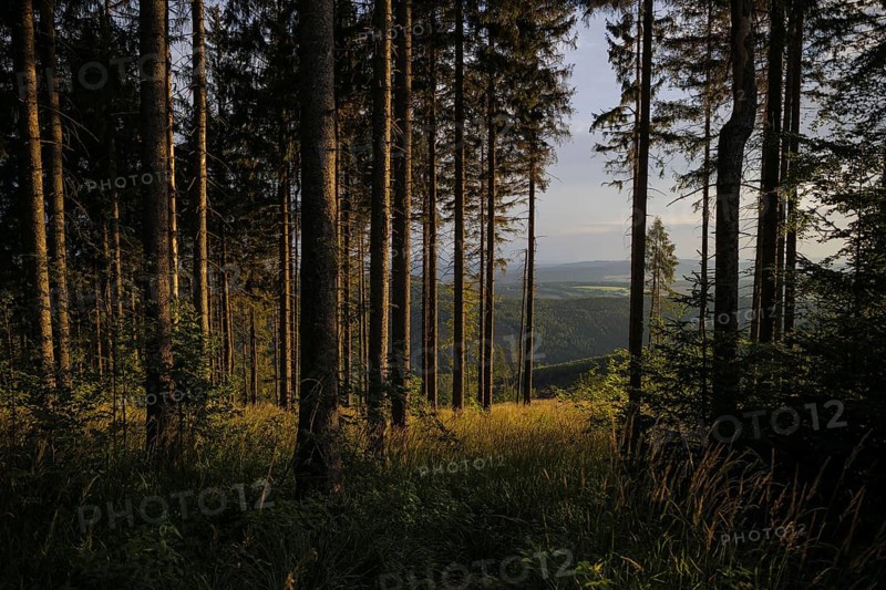 The morning sun shines into a coniferous forest near Ilmenau in the Thuringian Forest. Ilmenau, 26.07.2024