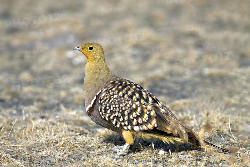 Nama flying fowl, (Pterocles namaqua) cock, Etosha NP, Namibia, Africa