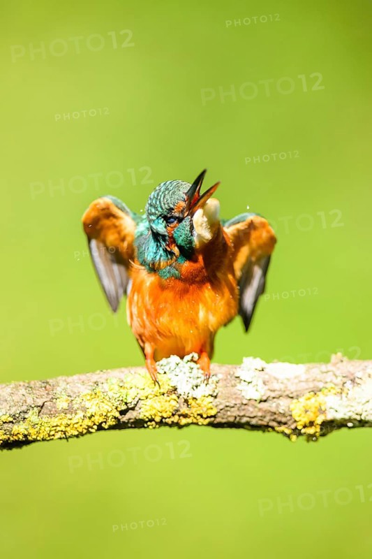 Common kingfisher (Alcedo atthis) sitting on a branch doing plumage care with autumncolours, wildife, Catalonia, Spain, Europe