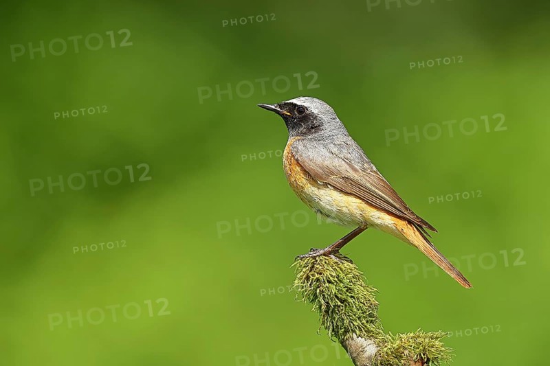 Redstart (Phoenicurus phoenicurus), Bird of the Year 2025, male on mossy branch, songbird, wildlife, Siegerland, North Rhine-Westphalia, Germany, Europe