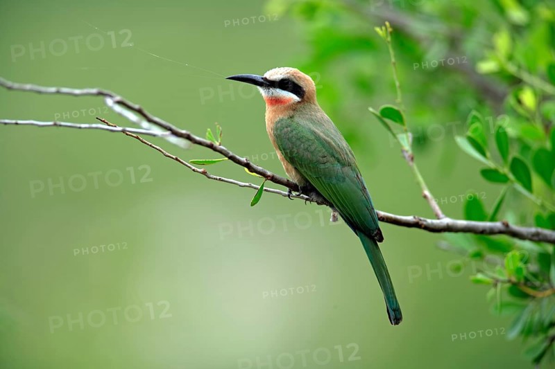 White-fronted Bee-eater (Merops bullockoides), adult, on a tree, branch, twig, Kruger National Park, Kruger National Park, South Africa, Africa