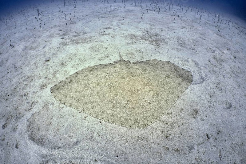 A butterfly ray (Gymnura altavela) rests on a sandy bottom in a clear blue sea. Dive site Cueva de las Morenas, Palm Mar, Tenerife, Canary Islands, Spain, Europe
