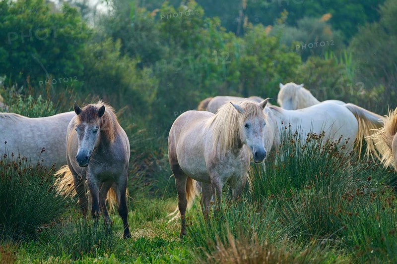 A herd of white Camargue horses grazing peacefully in a green pasture on a summer's day, Camargue, France, Europe