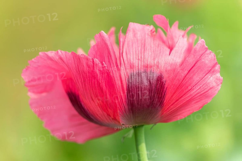 Poppy flower in the landscape in spring. Kaiserstuhl, Emmendingen, Freiburg im Breisgau, Baden-Württemberg, Germany, Europe