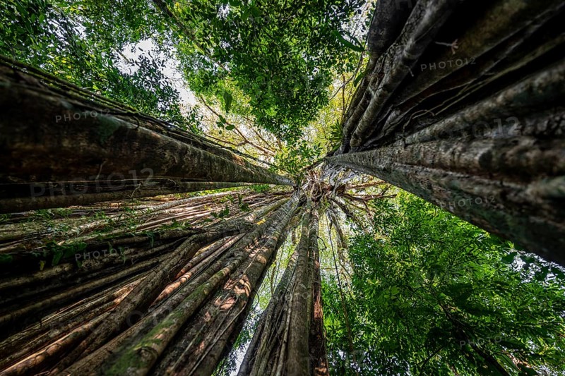 Hanging roots of a giant strangler fig (Ficus americana), looking upwards, in the rainforest, Corcovado National Park, Osa, Puntarena Province, Costa Rica, Central America