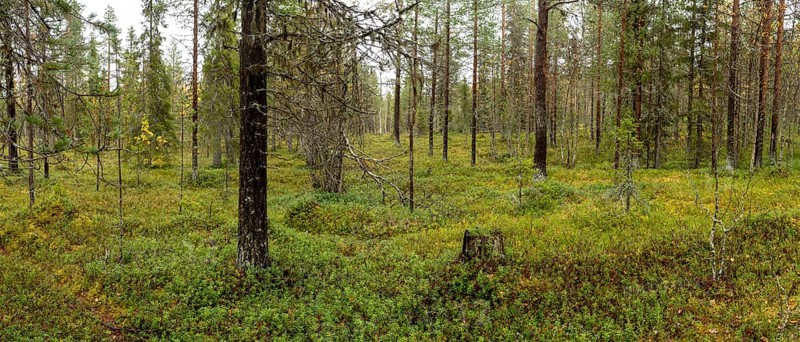 Autumn forest floor, tundra, Lapland, Finland, Europe
