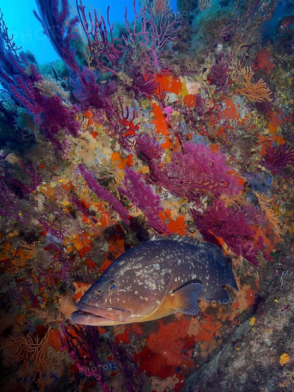A Dusky Grouper (Epinephelus marginatus) (Mycteroperca marginatus) in a colourful coral reef under water. Dive site marine reserve Port Cros, Provence Alpes Côte d'Azur, France, Europe