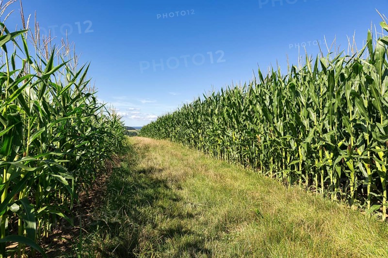 Symbolic image, renewable energies, maize plants, biogas plant, feed maize, maize cobs, immature, path, Baden-Württemberg, Germany, Europe