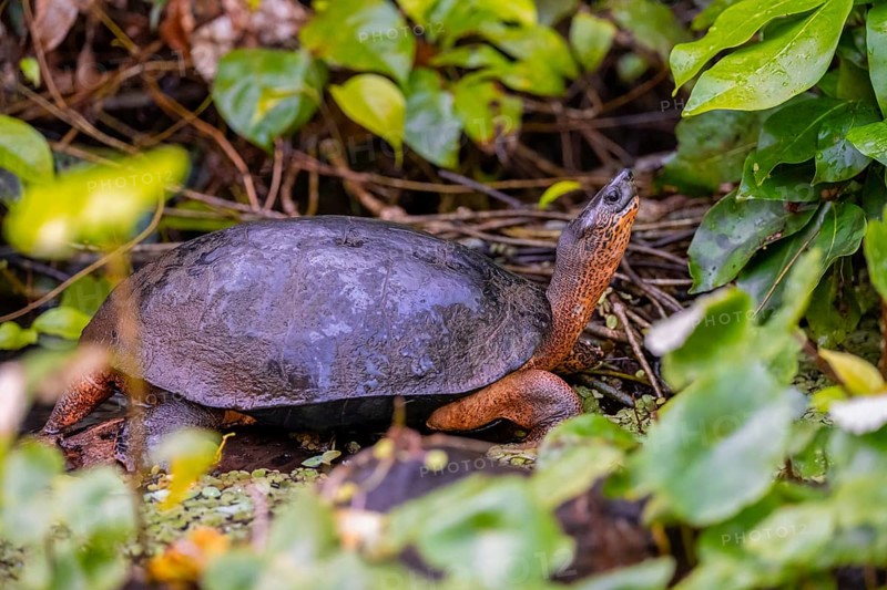 American tortoise (Rhinoclemmys funerea) among aquatic plants, Tortuguero National Park, Costa Rica, Central America