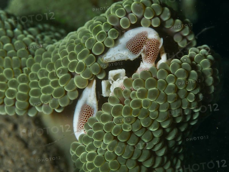 Porcelain crab, spotted porcelain crab (Neopetrolisthes maculatus), hidden in a green sea anemone, dive site House Reef, Penyapangan, Bali, Indonesia, Asia