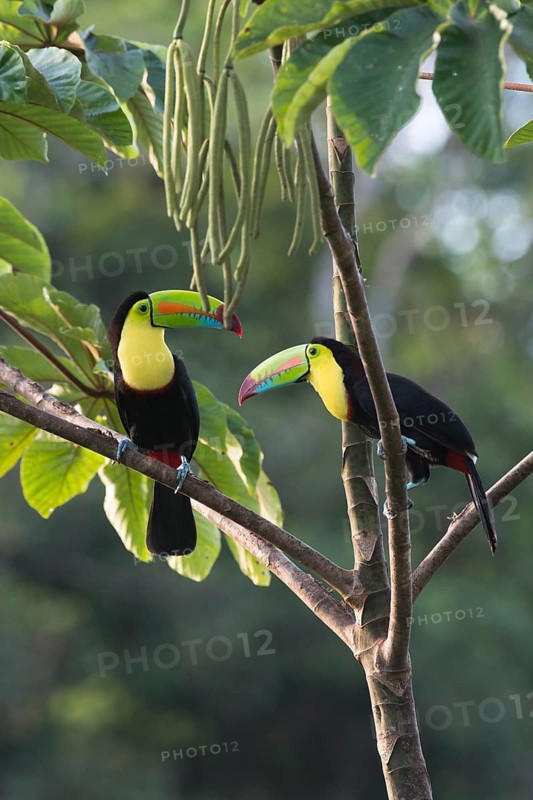 Fishing toucan (Ramphastos sulfuratus), Costa Rica, Central America