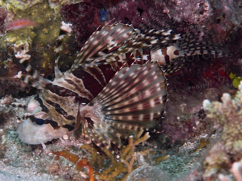 A striped fish with conspicuous fins, zebra lionfish (Dendrochirus zebra, on the seabed, dive site Twin Reef, Penyapangan, Bali, Indonesia, Asia