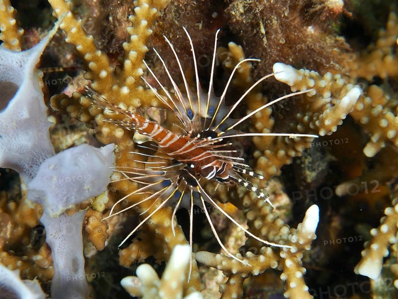 An antenna lionfish (Pterois antennata) hovers between stony corals, dive site Twin Reef, Penyapangan, Bali, Indonesia, Asia