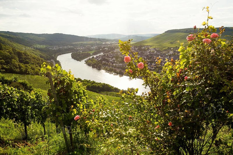 Vineyard with roses, sunset, Moselsteig Trail, Bernkastel-Kues, Moselle, Rhineland-Palatinate, Germany, Europe