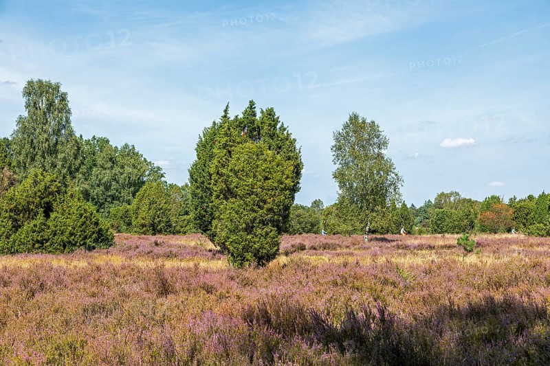 Heather blossom, juniper (Juniperus communis), near Wilsede, Bispingen, Lüneburg Heath, Lower Saxony, Germany, Europe