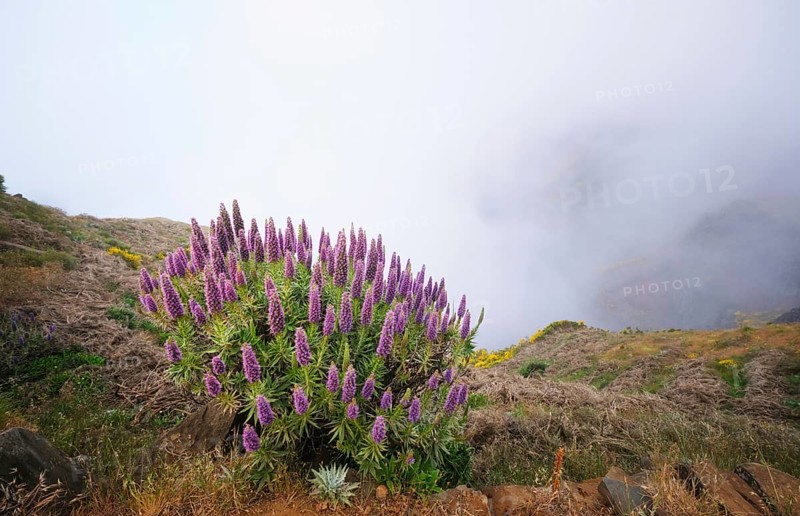 View near Pico do Arieiro of mountains in clouds with Pride of Madeira flowers and blooming Cytisus shrubs. Madeira island, Portugal, Europe