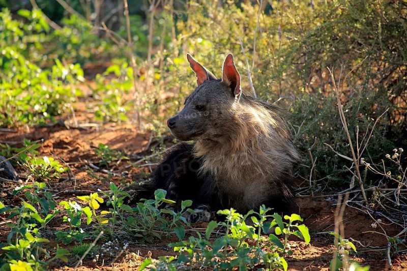 Brown hyena (Parahyaena brunnea), brown hyena, beach wolf, adult, Tswalu Game Reserve, Kalahari, Northern Cape, South Africa, Africa