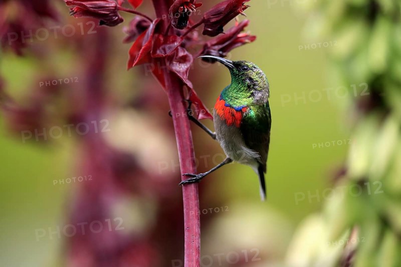 Cape Sunbird (Cinnyris chalybeus), adult, foraging, feeding, on giant honey flower (Melianthus major), Kirstenbosch Botanic Gardens, Cape Town, South Africa, Africa