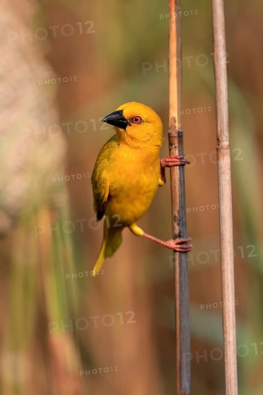 Eastern golden weaver (Ploceus subaureus), adult, male, auto-waiting, alert, preparing nest, Saint Lucia Estuary, Isimangaliso Wetland Park, Kwazulu Natal, South Africa, Africa