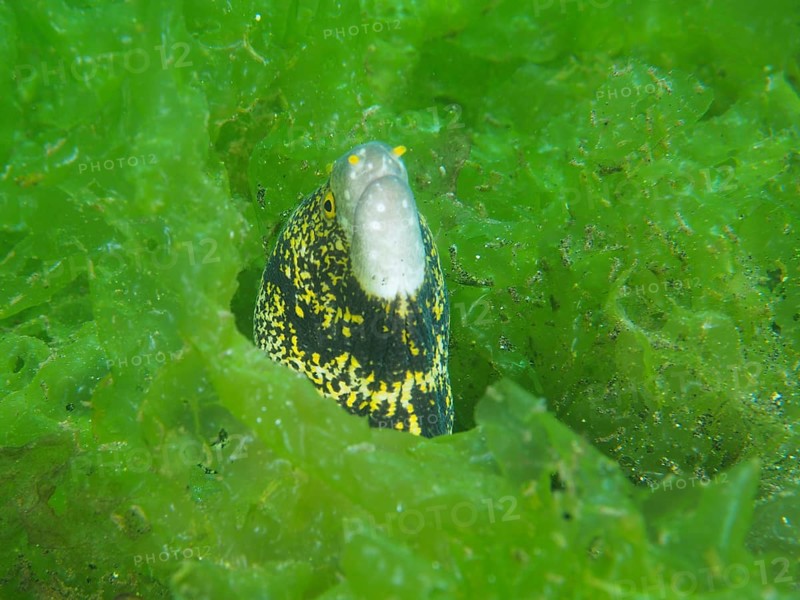 A moray eel, star spotted moray eel (Echidna nebulosa), looks out from its hiding place in green algae, dive site Secret Bay, Gilimanuk, Bali, Indonesia, Asia