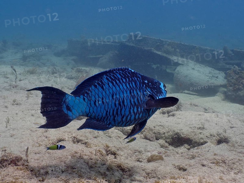 A blue fish, midnight parrotfish (Scarus coelestinus), swims on the coral reef next to a wreck in the ocean. Dive site John Pennekamp Coral Reef State Park, Key Largo, Florida Keys, Florida, USA, North America