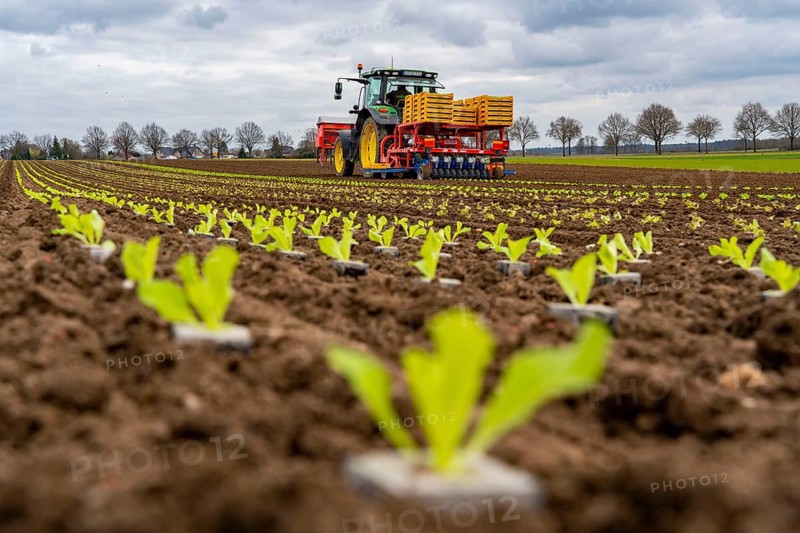Lettuce plants, in press pots, they are planted in a field with a planting machine, agriculture, spring