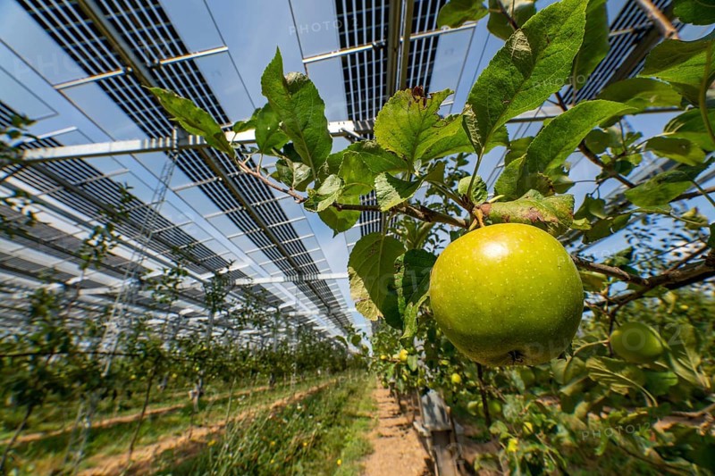 Agri-photovoltaic test plant, an apple tree plantation with two different systems of PV modules was roofed over 3000 square metres, rain and sunlight comes through, at the same time protection against hail and heavy rain, next to it are the same trees but without a solar roof, as a comparison object, how the PV roof affects the trees and harvest, the field test is accompanied by the Fraunhofer Institute for Solar Energy Systems ISE, in Grafschaft-Gelsdorf, Rhineland-Palatinate, Germany, Europe