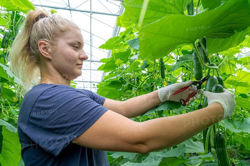Cultivation of mini cucumbers, snack cucumbers, in a greenhouse, near Straelen, North Rhine-Westphalia, Germany, Harvesting of mini cucumbers, snack cucumbers, in a greenhouse, near Straelen, North Rhine-Westphalia, Germany, Europe