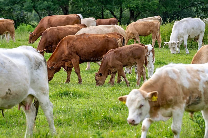 Herd of cattle, dairy cows, grazing in the Styrumer Ruhrauen, Mülheim an der Ruhr, North Rhine-Westphalia, Germany, Europe