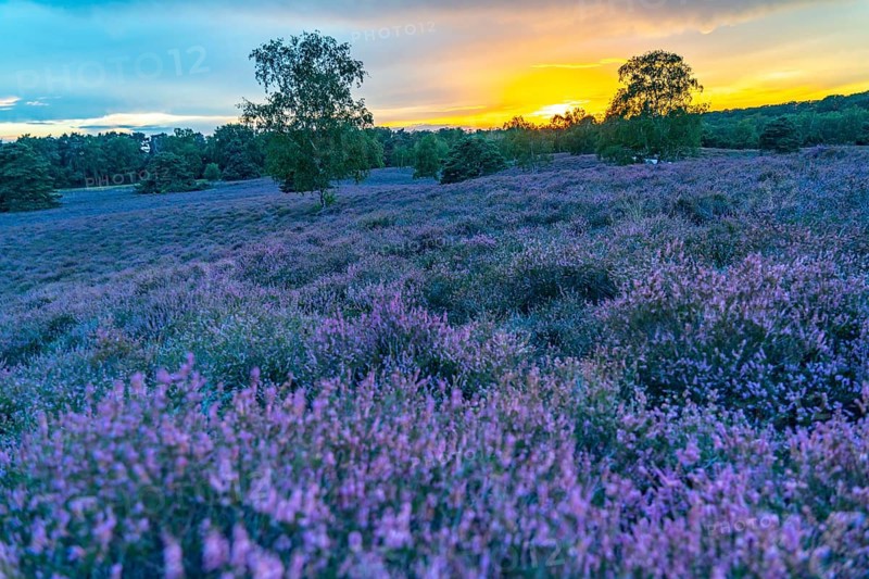 The Westruper Heide, in the Hohe Mark Westmünsterland nature park Park, near Haltern am See, heather blossom, North Rhine-Westphalia, Germany, Europe