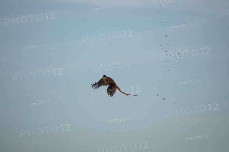 Pheasant (Phasianus colchicus) is hit by shotgun pellets during flight so that the feathers fly, Lower Austria, Austria, Europe